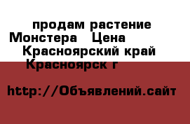 продам растение Монстера › Цена ­ 1 500 - Красноярский край, Красноярск г.  »    